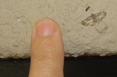 Chloroclystis muscosa