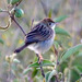 Tiny Cisticola - Photo (c) Joseph Mochoge, some rights reserved (CC BY-SA)