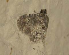 Chloroclystis muscosa