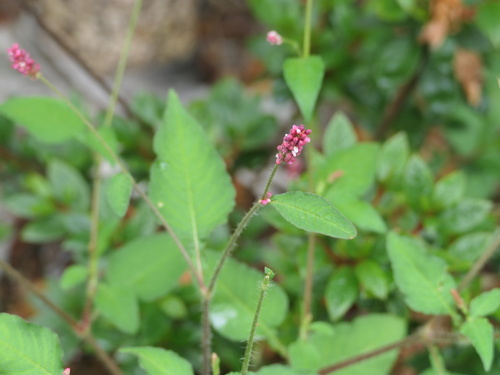 Persicaria viscosa iNat (1)