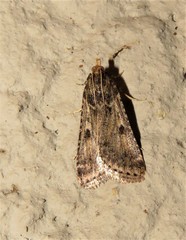 Loryma basalis