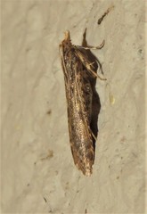 Loryma basalis