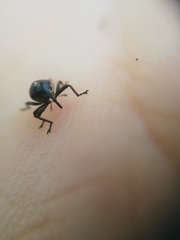 Orobitis cyanea