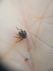 Orobitis cyanea