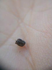 Orobitis cyanea