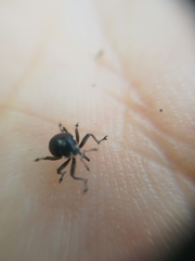 Orobitis cyanea