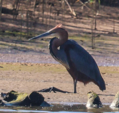iNaturalist image