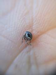 Orobitis cyanea