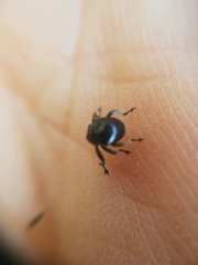 Orobitis cyanea