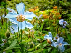 Meconopsis betonicifolia