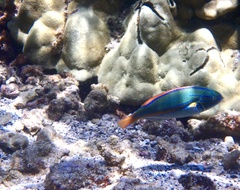 Stethojulis balteata