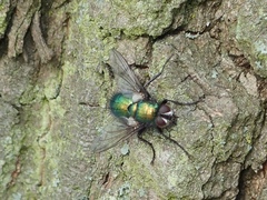 Gymnocheta viridis