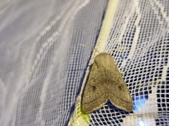 Orthosia gracilis