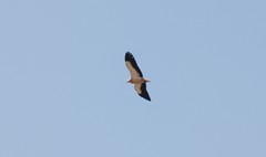 Neophron percnopterus