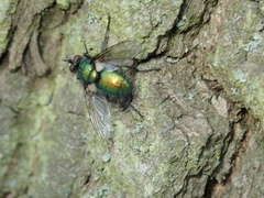 Gymnocheta viridis