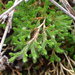 Selaginella bigelovii - Photo (c) George Williams,  זכויות יוצרים חלקיות (CC BY), הועלה על ידי George Williams