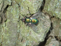 Gymnocheta viridis