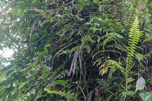 Aeschynanthus acuminatus, photograph 1