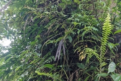 Aeschynanthus acuminatus, photograph (c) 許文俊, some rights reserved (CC BY-SA)
