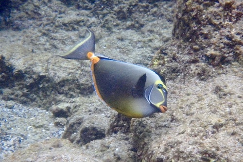 Pacific Orange-spine Unicornfish