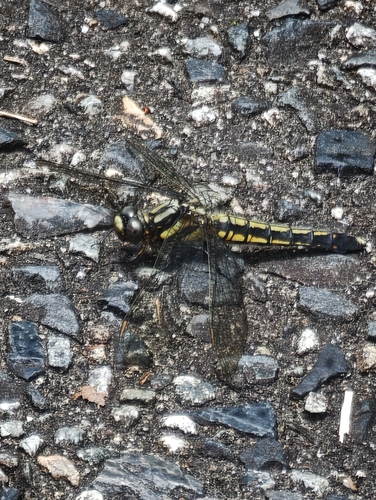 Orthetrum japonicum