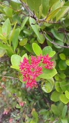 Ticoma (Forsteronia)