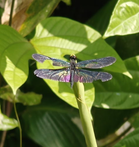 Photo of Greater Bluewing (Rhyothemis plutonia)