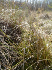 Scheuchzeria palustris