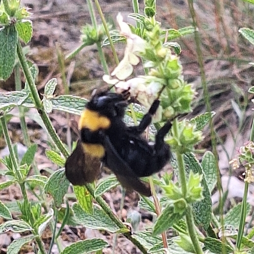 Clay Bumble Bee