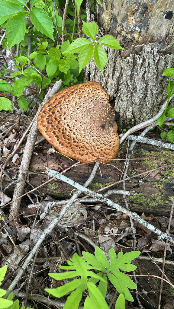 Dryad's Saddle · May 2026 · photo: Photo: (c) Doug Suitor, some rights reserved (CC BY) · iNaturalist