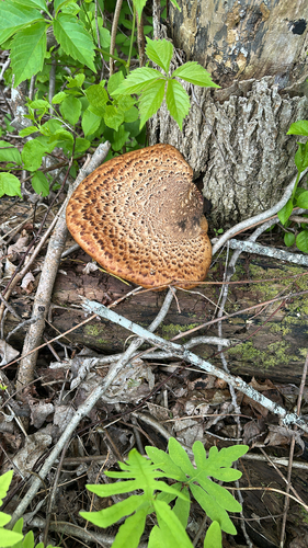 Dryad's Saddle