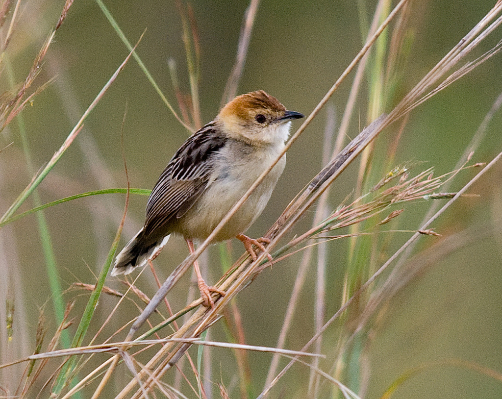 Stout Cisticola photo