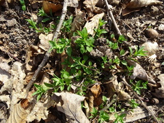 Moehringia trinervia