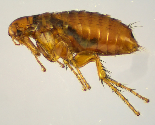 Grey Squirrel Flea