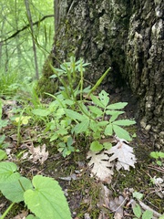 Cardamine quinquefolia, photograph (c) Наталья Пикалова, some rights reserved (CC BY)