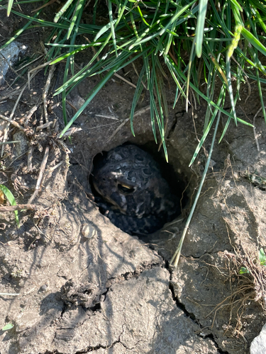 American Toad