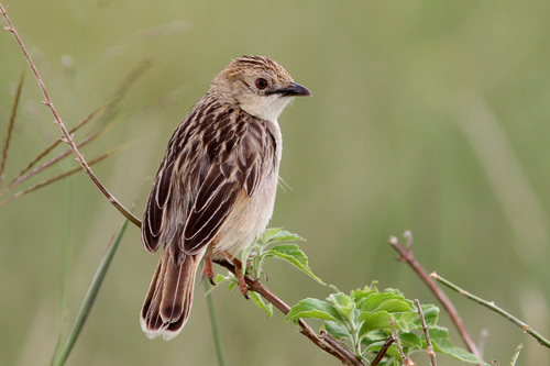 Stout Cisticola