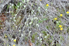 Micropus californicus