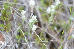 Micropus californicus