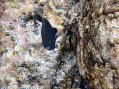 Plectroglyphidodon marginatus