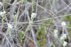 Micropus californicus