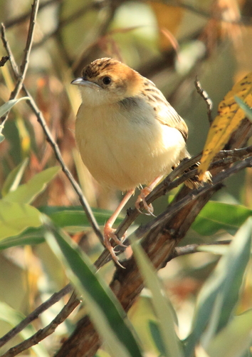 Stout Cisticola