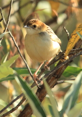 Stout Cisticola photo 1