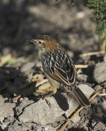 Stout Cisticola
