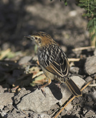Stout Cisticola photo 2