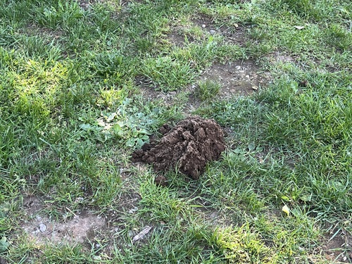 Coast Mole observed by cresseygirl