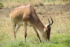 Alcelaphus buselaphus cokii