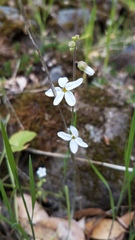 Lithophragma bolanderi