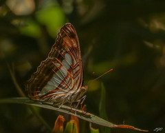 Adelpha iphicleola