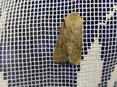 Orthosia populeti